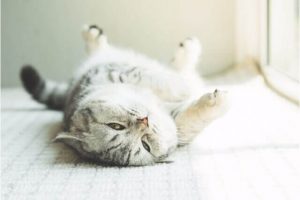 猫の健康管理インストラクター口コミ評判