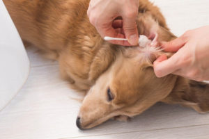 犬猫ストレスケアアドバイザー