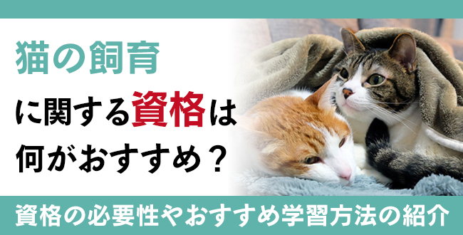 猫資格とは？難易度・取得方法・活躍の場紹介