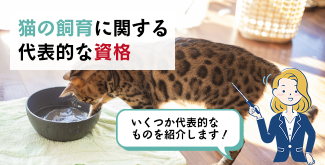 猫の飼育に関する代表的な資格