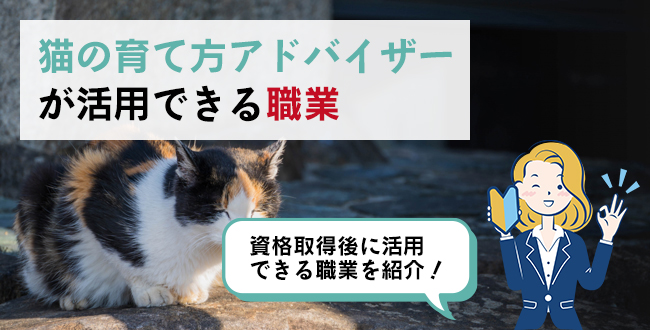 猫の育て方アドバイザーが活用できる職業