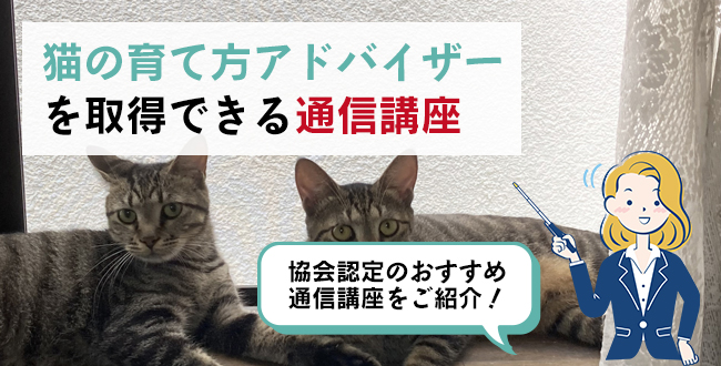 猫の育て方アドバイザーを取得できる通信講座