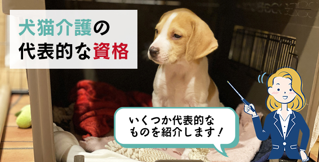 犬猫介護の代表的な資格