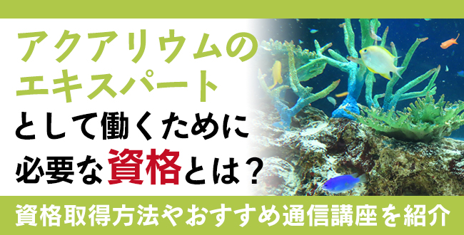 アクアリウムのエキスパートとして働くために必要な資格とは？資格内容とおすすめ通信講座を紹介！