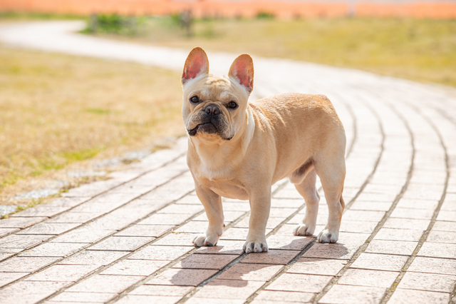 犬・猫ペットブリーダーW資格取得講座