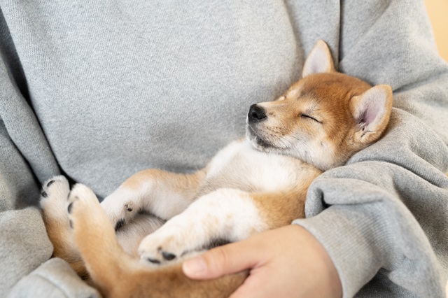 犬猫ストレスケアアドバイザーW資格取得講座